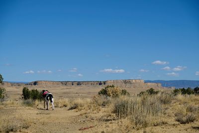 Rear view of man riding horse on field against sky