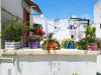 Low angle view of potted plants outside house