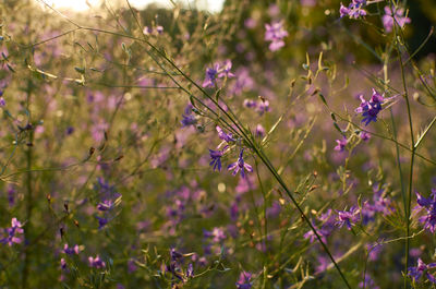 Close-up of purple flowering plants on field