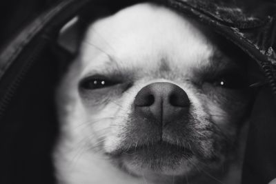 Close-up portrait of cat