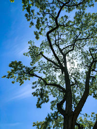 Low angle view of tree against sky