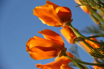 Low angle view of orange flowering plant against blue sky