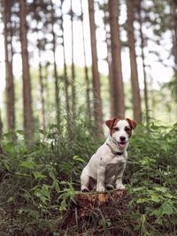 Portrait of dog sitting in forest