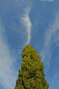 Low angle view of tree against sky