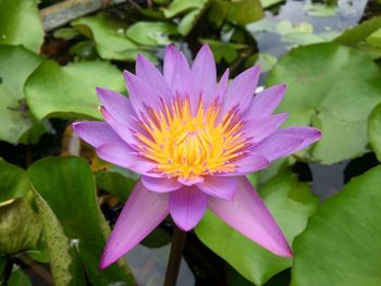 Close-up of purple water lily