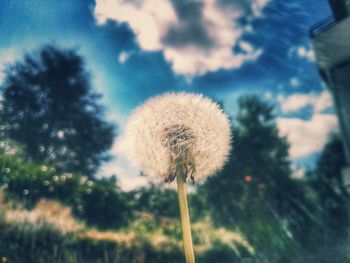 Close-up of dandelion against blurred background