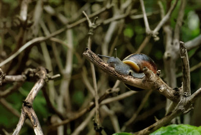 Close-up of lizard on branch