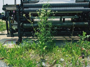 Plants growing in backyard