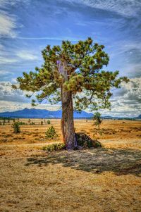 Trees on field