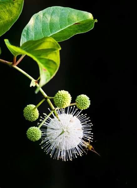 CLOSE-UP OF PLANT OVER BLACK BACKGROUND