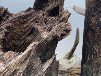 Close-up of driftwood on tree trunk