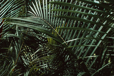 Green leaf of tropical palm. minimal summer jungle background