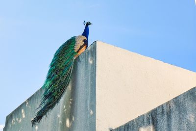 Low angle view of a peacock against blue sky
