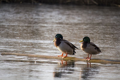 Mallard ducks on wood in lake