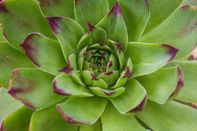 Full frame shot of succulent plant