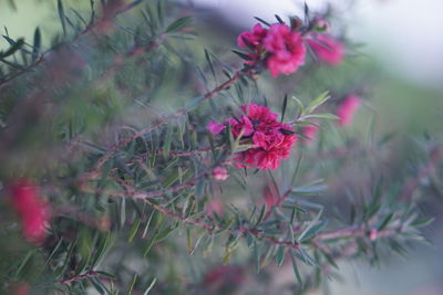 Close-up of pink flowering plants