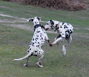 Dogs on grass