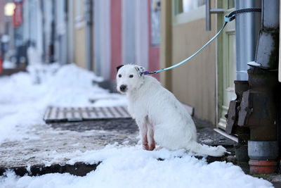 Dog on snow during winter