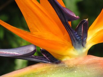 Close-up of yellow flower