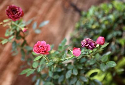 Close-up of pink roses