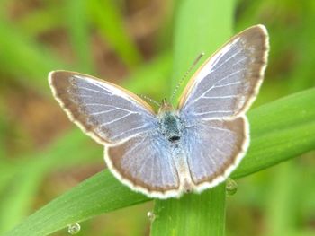 Close-up of butterfly on leaf