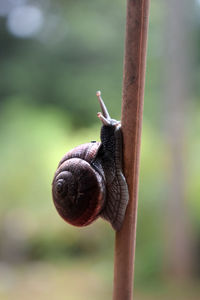 Close-up of snail