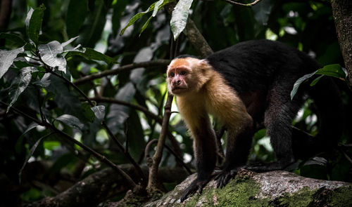 Close-up of monkey on tree