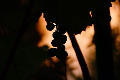 Close up of plant against blurred background