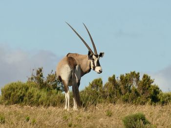 Horse standing on field against sky