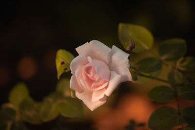 Close-up of rose against blurred background