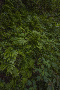 High angle view of pine tree leaves