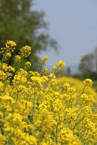 View of oilseed rape field in bloom