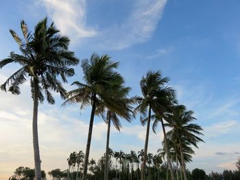 Low angle view of palm trees against sky