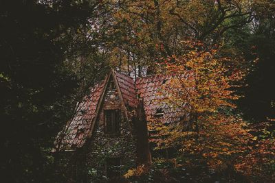 Trees in forest during autumn