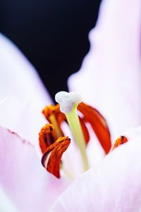 Close-up of orange rose flower