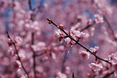 Close-up of pink cherry blossom