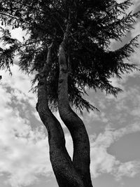 Low angle view of trees against cloudy sky