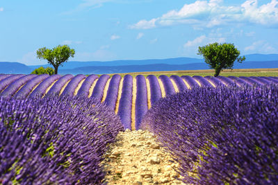 Landscape and lavender field at valensole in the south of france