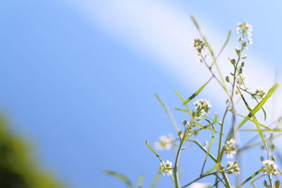 Close-up of flowering plant against blue sky