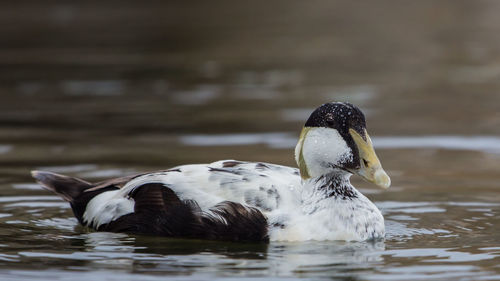 Common eider male close up somateria mollissima, scotland