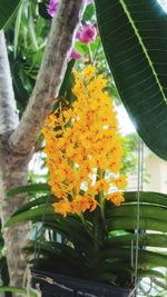 Close-up of yellow flowers blooming outdoors