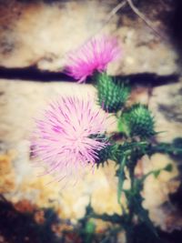 Close-up of pink flower