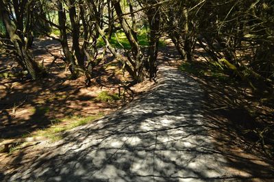 Footpath in forest