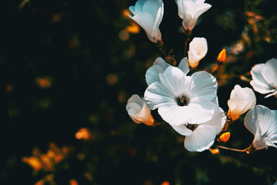 Close-up of white flowering plant