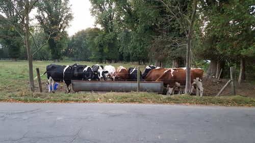 Horse cart against trees