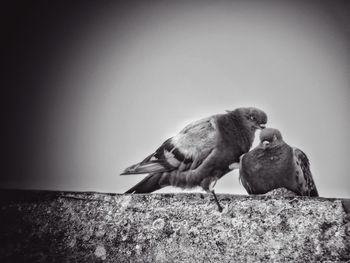 Bird perching on a wall