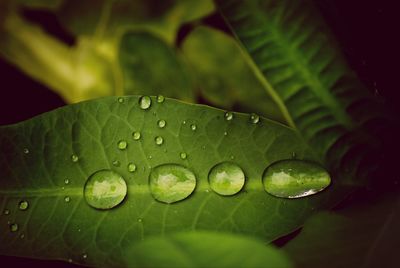 Close-up of leaves on leaf