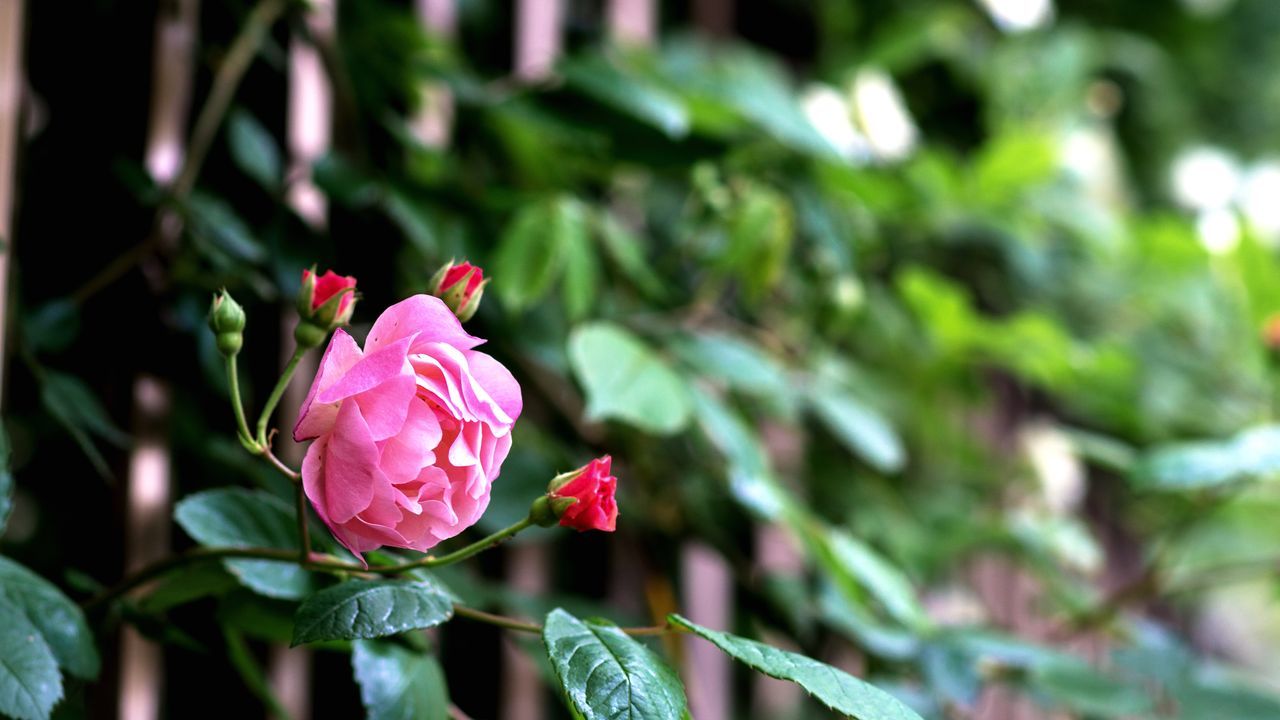 flower, petal, freshness, fragility, flower head, growth, pink color, focus on foreground, close-up, beauty in nature, plant, blooming, nature, rose - flower, bud, in bloom, single flower, leaf, stem, selective focus