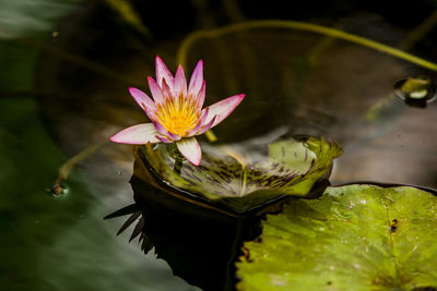 Close-up of lotus water lily in pond