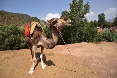 Horse on sand against trees